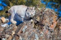 A beautiful lynx fixing to leap on prey Royalty Free Stock Photo