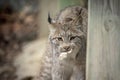 Beautiful Lynx at Lakota Wolf Preserve