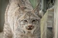 Beautiful Lynx at Lakota Wolf Preserve