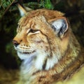 beautiful lynx outdoors in the fores