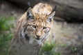 beautiful lynx with pointed hair on its ears in the wilderness looking