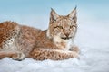 Beautiful lynx rest