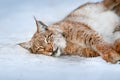 Beautiful lynx rest