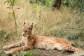 Beautiful lynx resting on grass Royalty Free Stock Photo