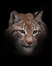 A beautiful lynx sits in the snow next to the tree and looks slyly . Isolated on black background