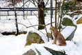 A beautiful lynx sits in the snow. Wildlife Royalty Free Stock Photo