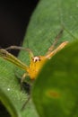 Beautiful lynx spider in nature