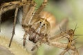 A beautiful Lynx spider