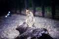 Beautiful lynx on the tree