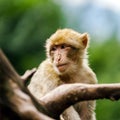 Beautiful macaco monkeys in the forest Royalty Free Stock Photo