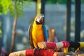 Beautiful  macaw baby.   Blue and yellow macaw standing on branches outside Royalty Free Stock Photo