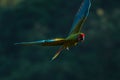 beautiful macaw bird flying sky in rural area Royalty Free Stock Photo