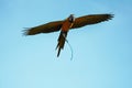 beautiful macaw bird flying sky in rural area Royalty Free Stock Photo