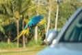 beautiful macaw bird flying sky in rural area Royalty Free Stock Photo