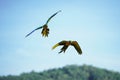 beautiful macaw bird flying sky in rural area Royalty Free Stock Photo