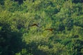 beautiful macaw bird flying sky in rural area Royalty Free Stock Photo