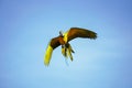 beautiful macaw bird flying sky in rural area Royalty Free Stock Photo