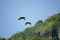 beautiful macaw bird flying sky in rural area Royalty Free Stock Photo