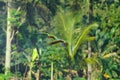 beautiful macaw bird flying sky in rural area Royalty Free Stock Photo