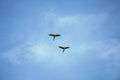 beautiful macaw bird flying sky in rural area Royalty Free Stock Photo