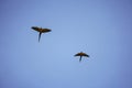 beautiful macaw bird flying sky in rural area Royalty Free Stock Photo