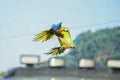 beautiful macaw bird flying sky in rural area Royalty Free Stock Photo