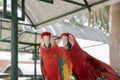 Beautiful macaw bird two Friends in the park, Parrot Royalty Free Stock Photo