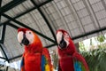 Beautiful macaw bird two Friends in the park, Parrot Royalty Free Stock Photo