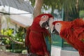 Beautiful macaw bird two Friends in the park, Parrot Royalty Free Stock Photo