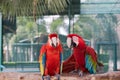 Beautiful macaw bird two Friends in the park, Parrot Royalty Free Stock Photo