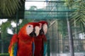 Beautiful macaw bird two Friends in the park, Parrot Royalty Free Stock Photo