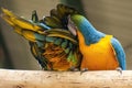 Beautiful Macaw birds Royalty Free Stock Photo