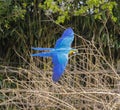 Beautiful macaw with colorful plumage flying Royalty Free Stock Photo