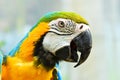 Beautiful Macaw Parrot Portrait