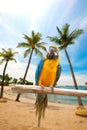 Beautiful macaw perched on a wooden by the beach Royalty Free Stock Photo