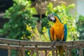 Beautiful macaw perching on wooden oxcart