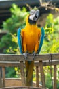 Beautiful macaw perching on wooden oxcart