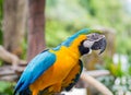 Beautiful macaws parrot on tree branch against jungle background Royalty Free Stock Photo