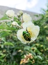 Beautiful macrapis beetle eating roses in the garden. Royalty Free Stock Photo