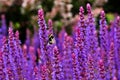 Bee on lavender detail