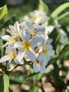 Beautiful Macro Close Shot With Blurred Background White And Yellow Plumeria Royalty Free Stock Photo