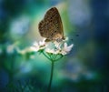 A beautiful macro close up of butterfly sucking nector from a spring flower