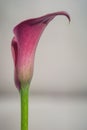 Beautiful macro close up image of colorful vibrant calla lily fl