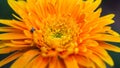 Beautiful Macro and Close up  of Single orange daisy flower, flower texture Royalty Free Stock Photo