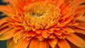 Beautiful Macro and Close up  of Single orange daisy flower, flower texture Royalty Free Stock Photo