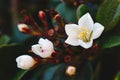 Macro close-up of delicate white flowers Viburnum tinus