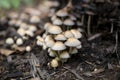 Beautiful macro closeup of forest mushrooms as a natural autumn background. Cluster of small edible coprinus mushrooms Royalty Free Stock Photo