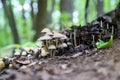 Beautiful macro closeup of forest mushrooms as a natural autumn background. Cluster of small edible coprinus mushrooms Royalty Free Stock Photo