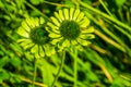 Beautiful macro closeup of green jewel corn flowers, cultivated plant specie, Nature background Royalty Free Stock Photo