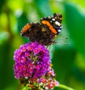 Beautiful macro closeup of a red admiral butterfly, common insect specie from Europe Royalty Free Stock Photo